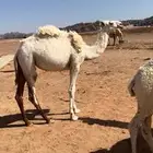 بكره مفروده بريه