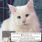 للتبني