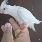 للبيع كروان