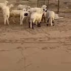 سواكن طيبه مرباه للبيع