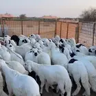 سواكن مرباه لبيع