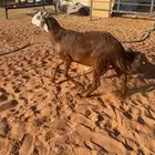خروف سواكني مربا(تم البيع)