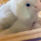 باروليت باروتليت بارتوليت مني روز
