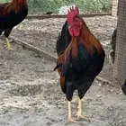 ديك عربي ترثة