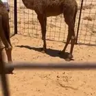 حوار لباني طايش