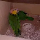 جوز كايك وايت بلي