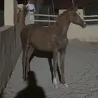 أملج