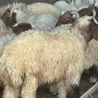 ابو عبدالله لبيع الذبايح