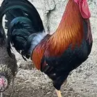 ديك بلدي ترثة