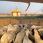 سواكن مرباه للبيع