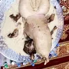 ذبايح مزرعه بدون مكعبات