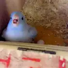 باروليت بارتوليت باروتليت