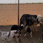 شاه نجديه خلفه تحتها 2