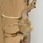 حقه وضحاء
