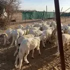 سواكن طيبه للبيع