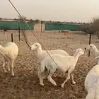 غنم خلفات تم البيع