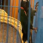 زوج كنيور