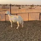 الزين غنم خلفات للبيع