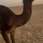 قعود كفووو