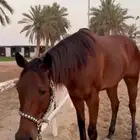 حصان انجليزي ثروبريد