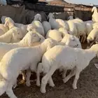 بهم حري فاخر