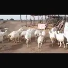 ضان بلدي العدد 23 كلها دفيع