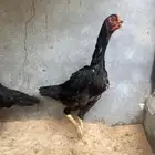 شامو
