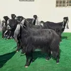 معزاء عوارض صنف خوات بعض بالفحل