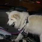 كلب هاسكي