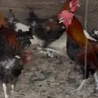 دجاج بلدي ديوك