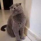 قطو سكوتش