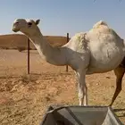 ضروبه وضحا