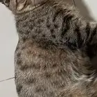 قط تبني الخرج