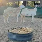 غنم صنف الصنف