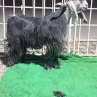 فحل عارضي فاخر جدا مشروط جرم ناهي جدا صنف
