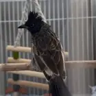بلبل كشميري مغرد(تم البيع )