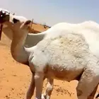 حاشي لباني