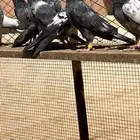 حمام باكستاني تيدي كراس