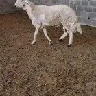 فحل حري ثني مشروووط