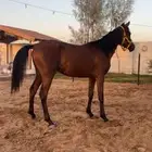فرس شعبيه للبيع