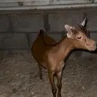 تيس جنوبي لباني