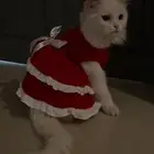 قطه وقط شيرازي