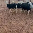 هرافى نجد
