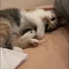 قطه للتبني عمرها 3 شهور