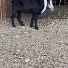 معزا عوارض صنف جذعه ورباعيه