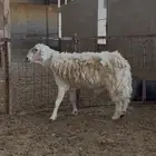 فحل حرري مشروط النسف