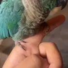 كنيور بحي الرفيعه