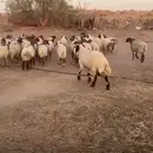 البيع جذعات 39 طيبه وجذعان 2 طيبه ماشرط قريع