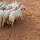 هرافى حري