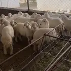 بهم تربيه العدد40
